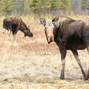 Michelle ou la vie sauvage