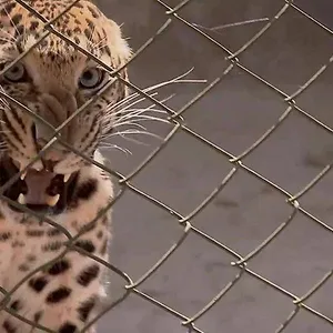 72 animaux dangereux en Asie