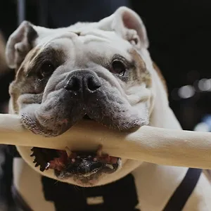 Nos amis les chiens