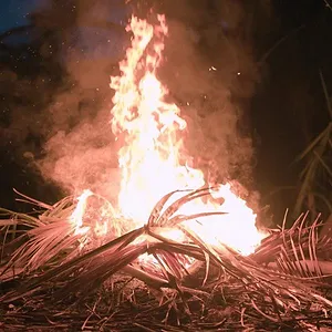 Outlast : La jungle