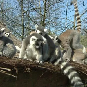 Expédition Pairi Daiza