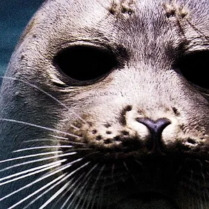 Terres sauvages de Russie