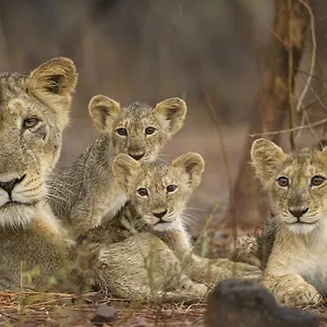 Destination Wild : L'Inde à l'état sauvage