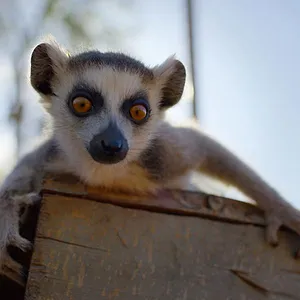 Naturellement sauvages