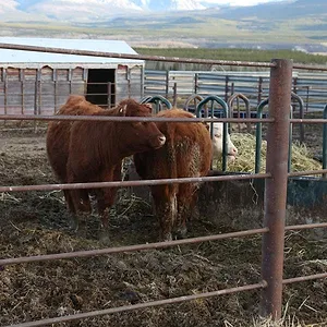 Michelle ou la vie sauvage