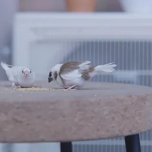 逃げるは恥だが役に立つ ムズキュン!特別編