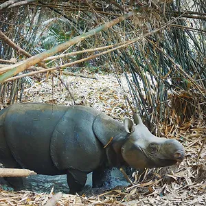 L’Aventure sauvage