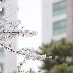 돌싱글즈