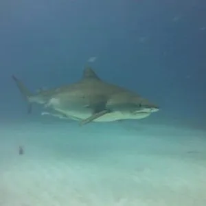 When Sharks attack...