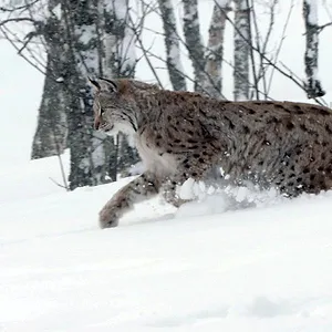 Terres sauvages de Russie