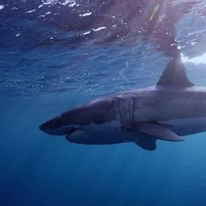 When Sharks attack...