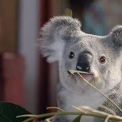 Izzy et les koalas