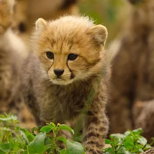 Naturellement sauvages