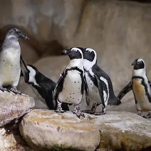 Nausicaá : Dans les coulisses du plus grand aquarium d'Europe