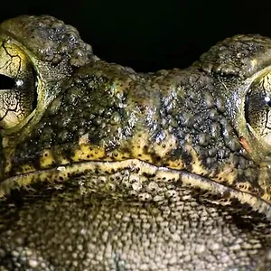 72 animaux dangereux en Asie