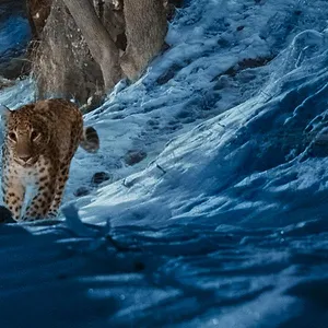 L’Aventure sauvage