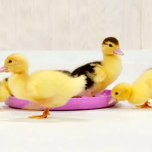 Minibarna