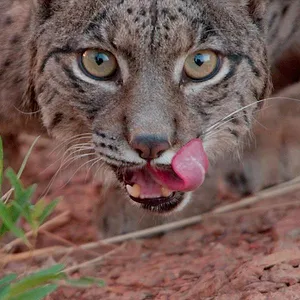 Iberia's Woodlands: Life on the Edge