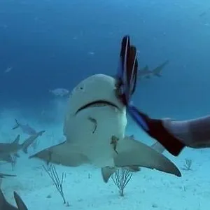 When Sharks attack...