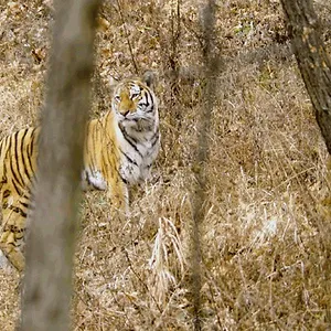 Terres sauvages de Russie