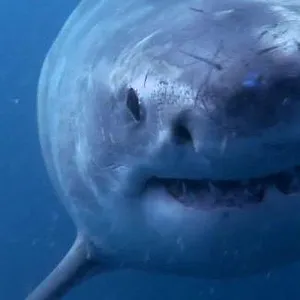 When Sharks attack...