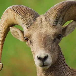 America's National Parks