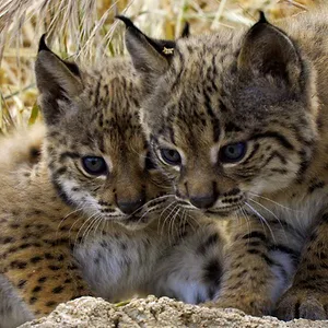 Naturellement sauvages