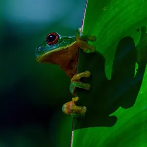 Earthsounds : les sons de la Terre