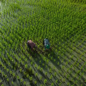 Omnivores : Le parcours de l’alimentation