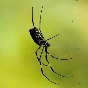 72 animaux dangereux en Asie