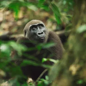 L’Aventure sauvage