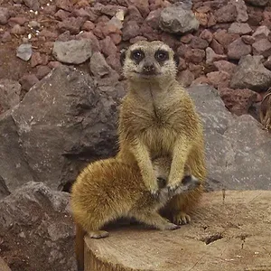 Expédition Pairi Daiza