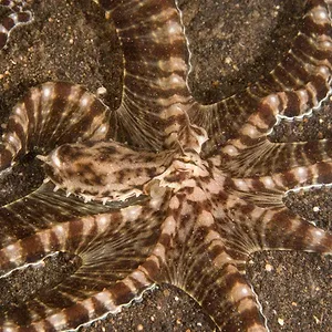 Les Secrets des pieuvres