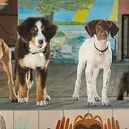 Super PupZ