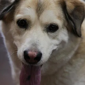 Michelle ou la vie sauvage