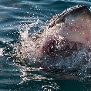 When Sharks attack...