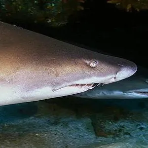 When Sharks attack...