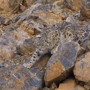 Earthsounds : les sons de la Terre