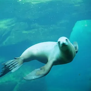 Nausicaá : Dans les coulisses du plus grand aquarium d'Europe