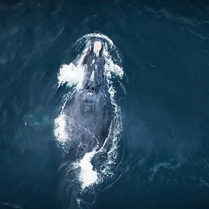 L’Aventure sauvage