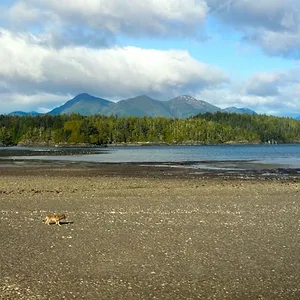 Bienvenue sur l'île des loups