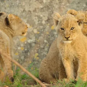 Wild Babies : Petits et Sauvages