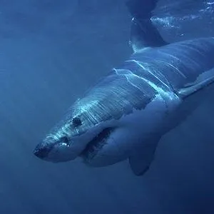 When Sharks attack...