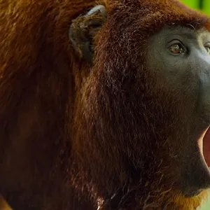 Earthsounds : les sons de la Terre