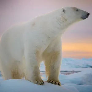 Big Beasts : sur les traces des géants