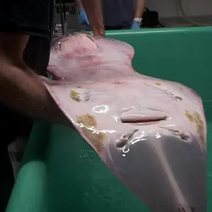 Nausicaá : Dans les coulisses du plus grand aquarium d'Europe