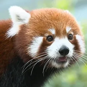 72 animaux dangereux en Asie