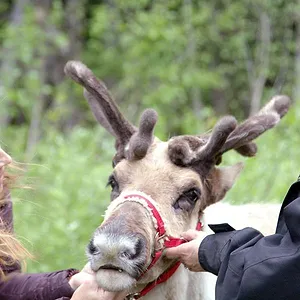 Michelle ou la vie sauvage