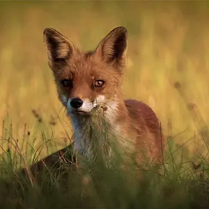 Expédition Pairi Daiza