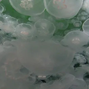 Die Ozeane - Geheimnisse der Weltmeere